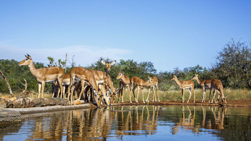 Flock of a lake