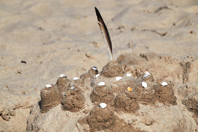 A sand castle with many shells and a bird feather, numerous towers from wet and dry sand on a beach