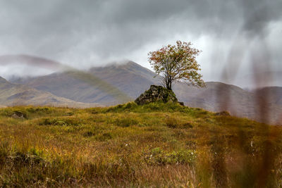 Plants on land against sky