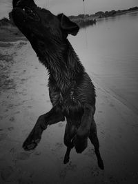 Dog on beach