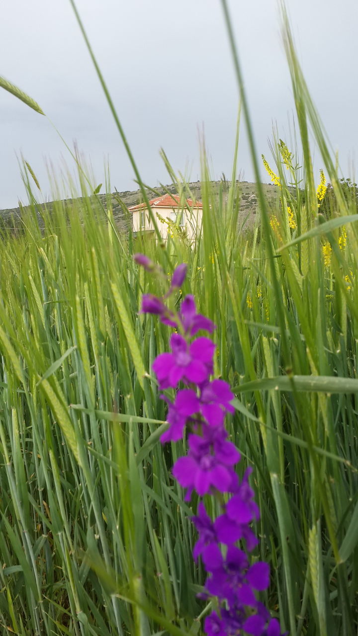 growth, grass, nature, green color, flower, field, plant, beauty in nature, freshness, outdoors, day, no people, sky, close-up, fragility
