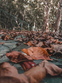 Close-up of dry leaves in forest