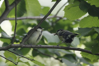 Close-up of bird perching on tree