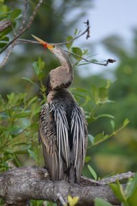 Low angle view of bird perching on branch