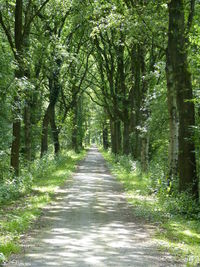 Dirt road amidst trees in forest