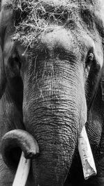 Close-up of elephant