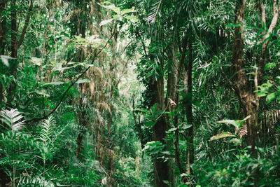 View of trees in forest