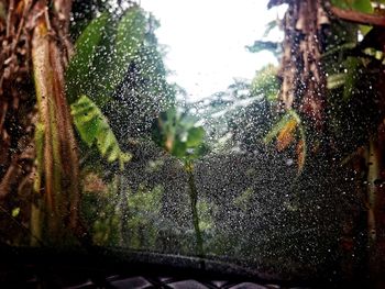 Close-up of wet spider web on plants during rainy season