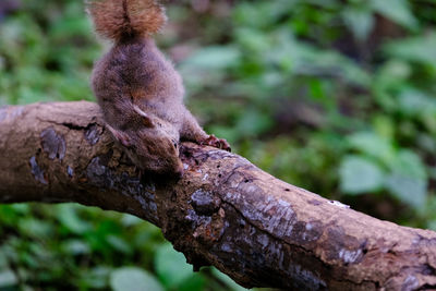 Close-up of tree trunk