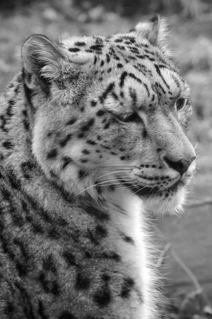 one animal, animal themes, animals in the wild, day, animal head, leopard, animal wildlife, close-up, focus on foreground, no people, mammal, outdoors, nature, cheetah