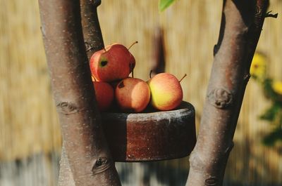 Close-up of fruits on tree trunk