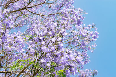 Low angle view of cherry blossom tree