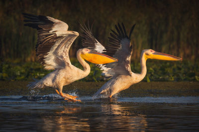 Wild beautiful birds from danube delta, romania. wildlife photography