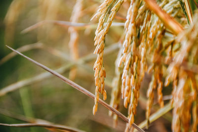 Close-up of wheat growing on field