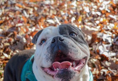 Close-up portrait of a dog