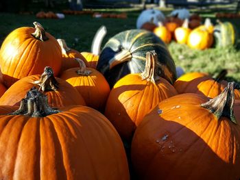 Close-up of pumpkins for sale at market