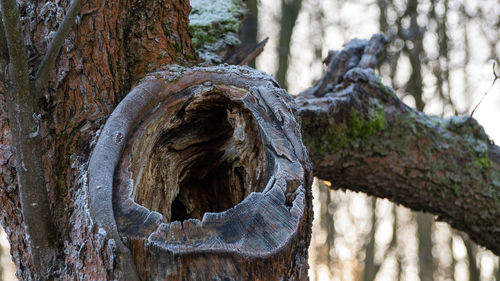 Close-up of tree trunk