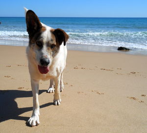 Portrait of dog on beach