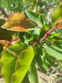 Close-up of leaves