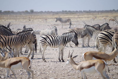 Zebra nationale park