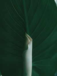 Close-up of hand on leaf