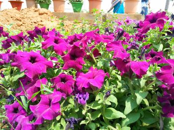 Close-up of pink flowers blooming outdoors