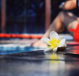 Close-up of frangipani