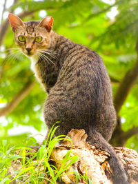 Close-up of a cat