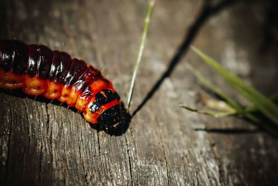 Close-up of caterpillar on wood