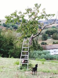 Dog on landscape against trees