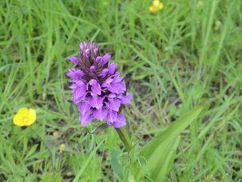 Close-up of purple flowers blooming on field