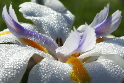 Close-up of wet flower blooming outdoors