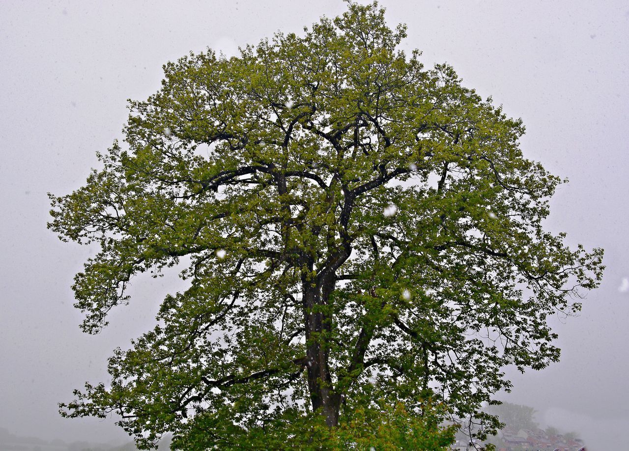 LOW ANGLE VIEW OF TREE LEAVES