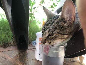 Close-up of a cat drinking water