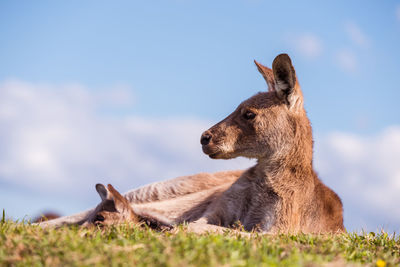 Kangaroo in a field