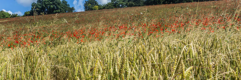 Red flowers growing in field