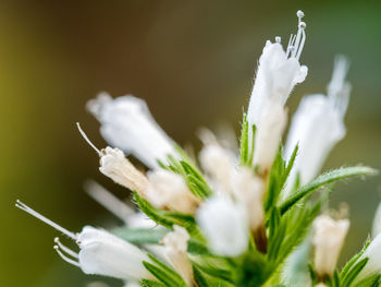 Close-up of white flowers