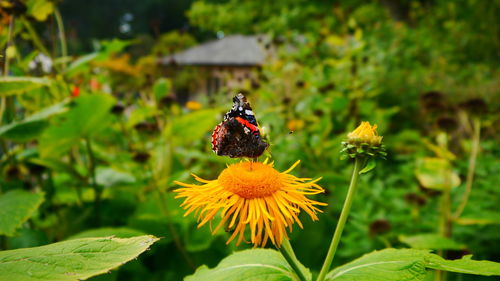 Butterfly pollinating on flower