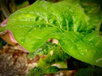 Close-up of wet leaves