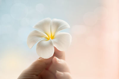 Close-up of hand holding yellow flowers against blurred background