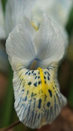 Close-up of white flower head