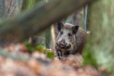 Close-up of an animal