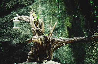 View of tree trunk