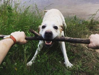 Close-up of hand holding dog