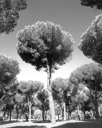 Trees in park against sky