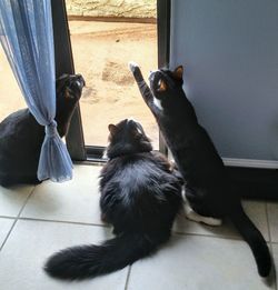 Close-up of cat sitting on window at home