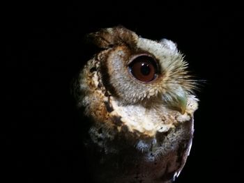 Close-up portrait of owl against black background