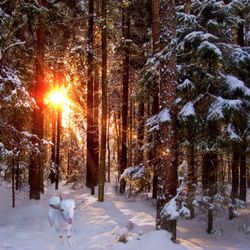 Snow covered field