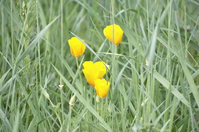 Close-up of yellow crocus flowers growing on field