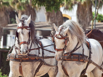 Horse cart moving outdoors